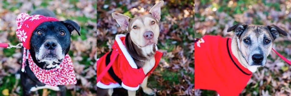 A Home for the Holidays: things to know when adopting a dog