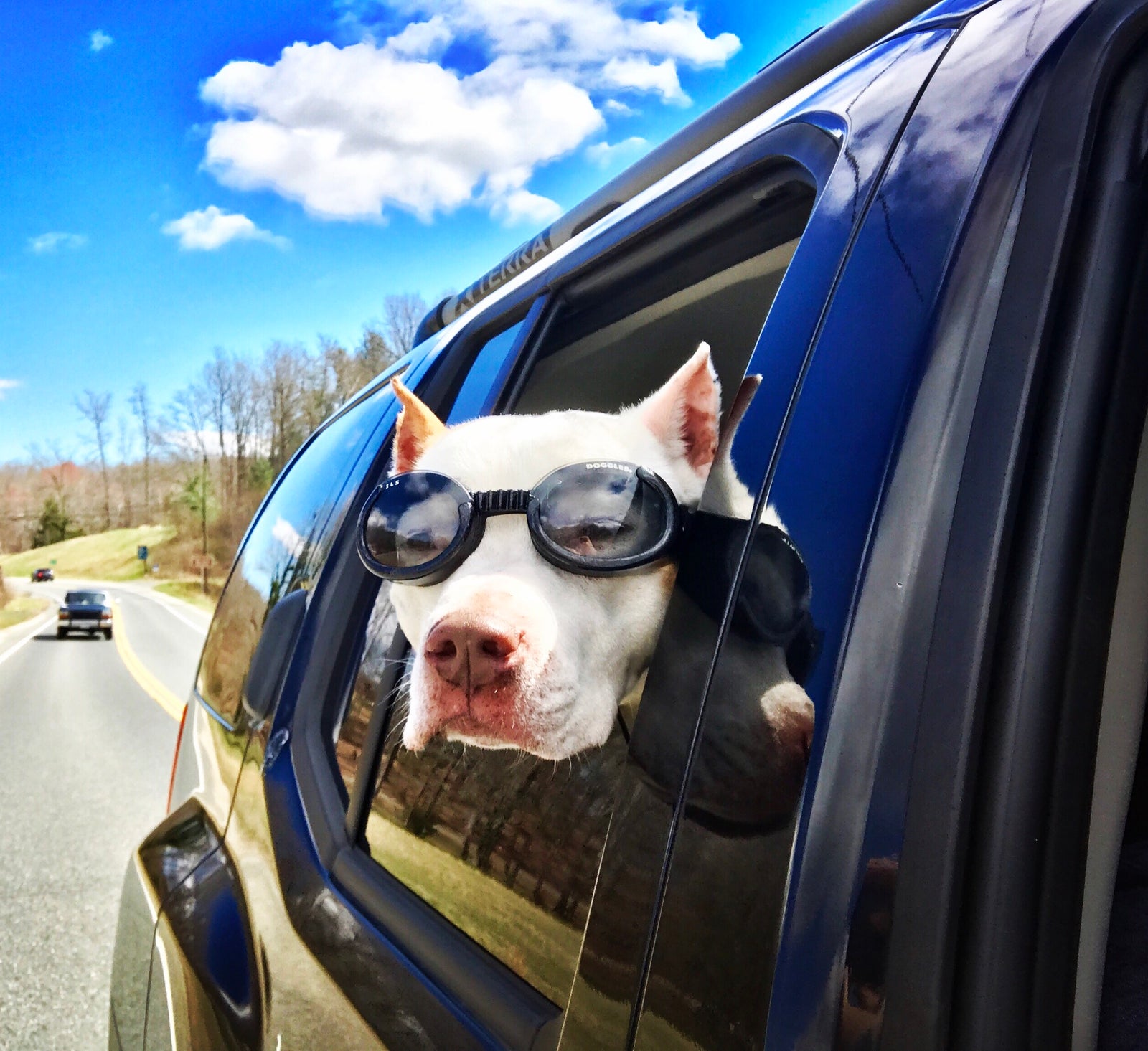 Supporting animal rescue since 2017